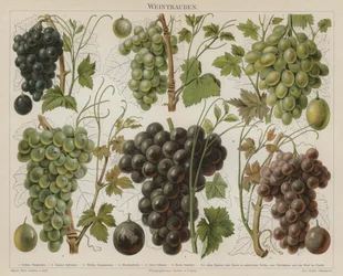 Raisins
